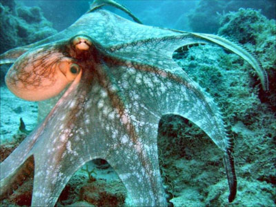 Осьминог — головоногий моллюск. http://macroclub.com.ua