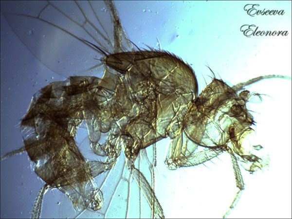 Микроскопическое строение мушки дрозофилы (норма), автор Евсеева Элеонора