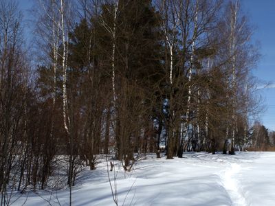 Зимняя опушка, автор фото Евсеева Элеонора