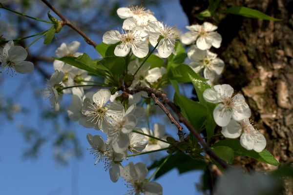 Цветы вишни, modernbiology.ru